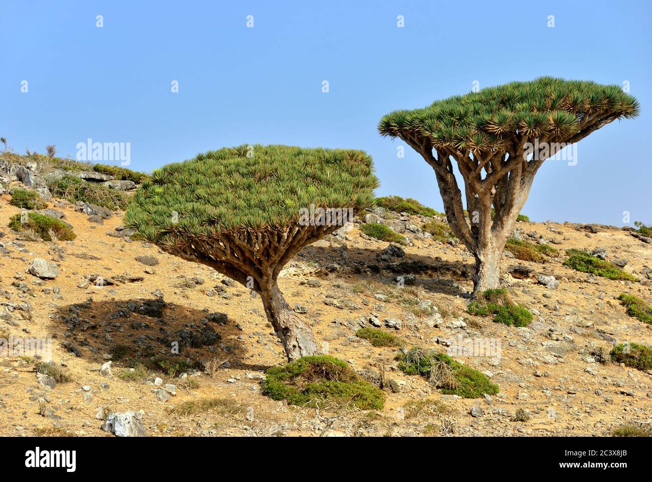 Endemische Pflanze Drachenblut Baum auf der Insel Socotra, Jemen  Stockfotografie - Alamy