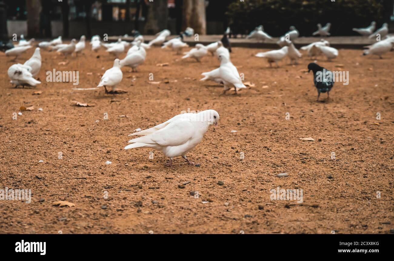 Hungrige entschlossene weiße Taube, die auf Sand auf der Suche nach Nahrung in einem Park ist. Viele Tauben und verschiedene andere Vögel, die im Hintergrund laufen. Nahaufnahme Stockfoto