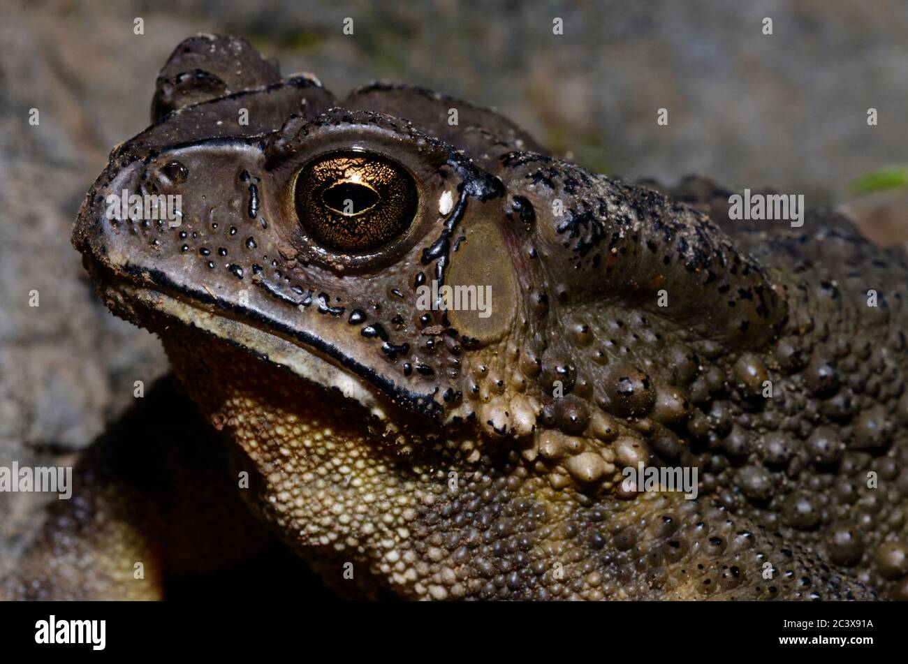 Kröte mit goldenen Augen Stockfoto