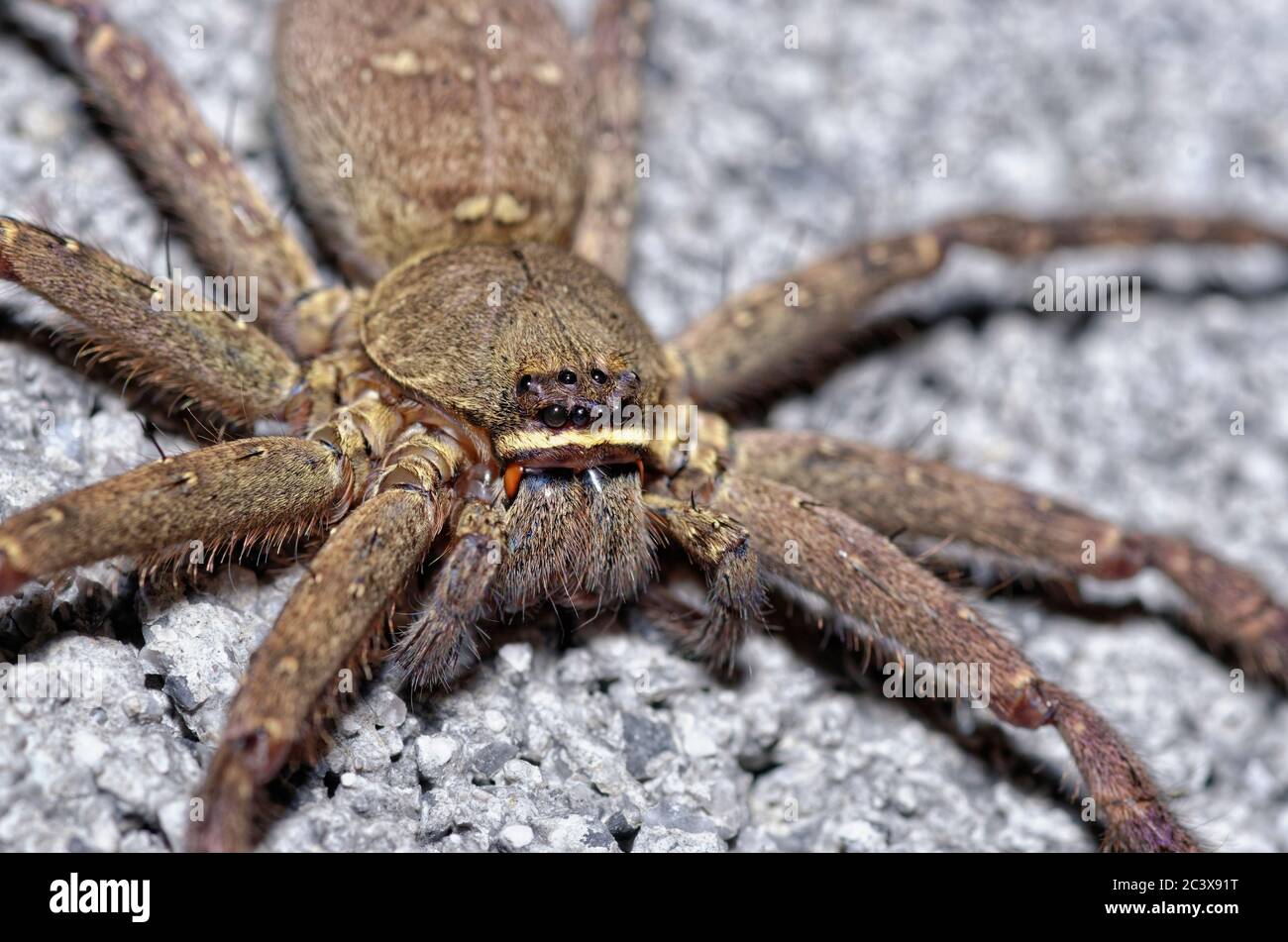 Vietnamesische Spinne Stockfoto