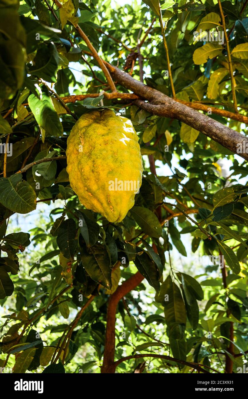 Riesen Ponderosa Zitrone auch fünf Pfund Zitrone hängen an einem Baum in Sri Lanka genannt. Ungewöhnliche riesige Früchte in einem asiatischen Gewürzgarten. Gelb und saftig. Stockfoto