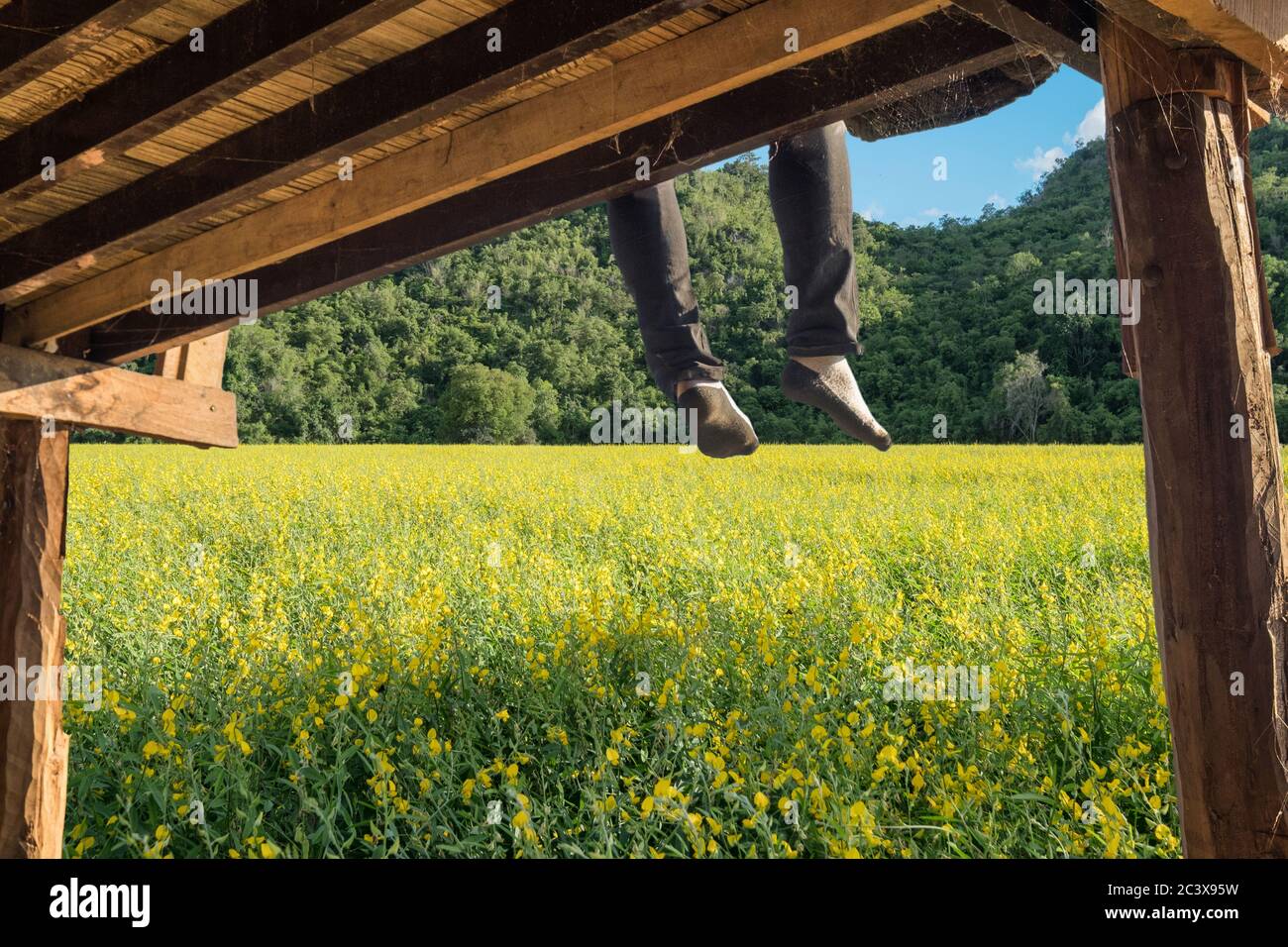 Tourist entspannend und hängende Bein auf Holz-Terrasse in Crotalaria juncea L Plantage Stockfoto