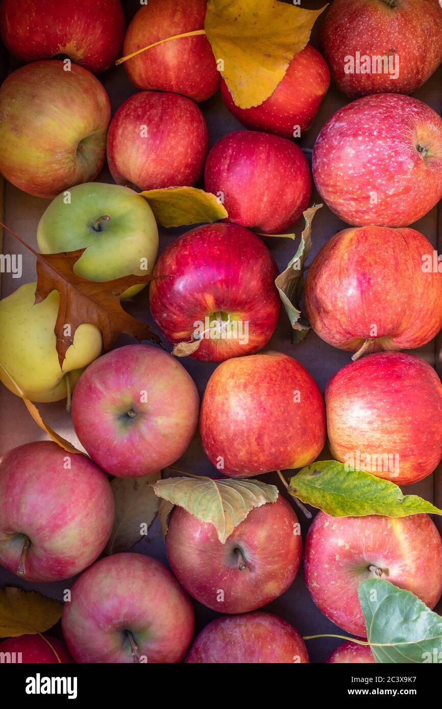 Vielfalt an reifen Äpfeln und Herbstblättern Stockfoto