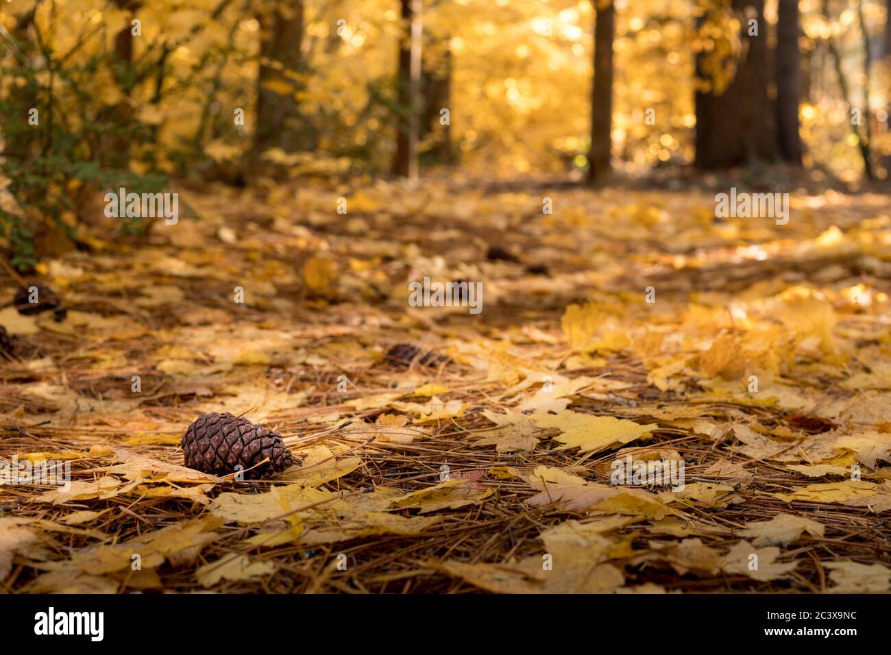 Tannenzappel auf Waldboden im Herbst mit gelben Ahornblättern Stockfoto