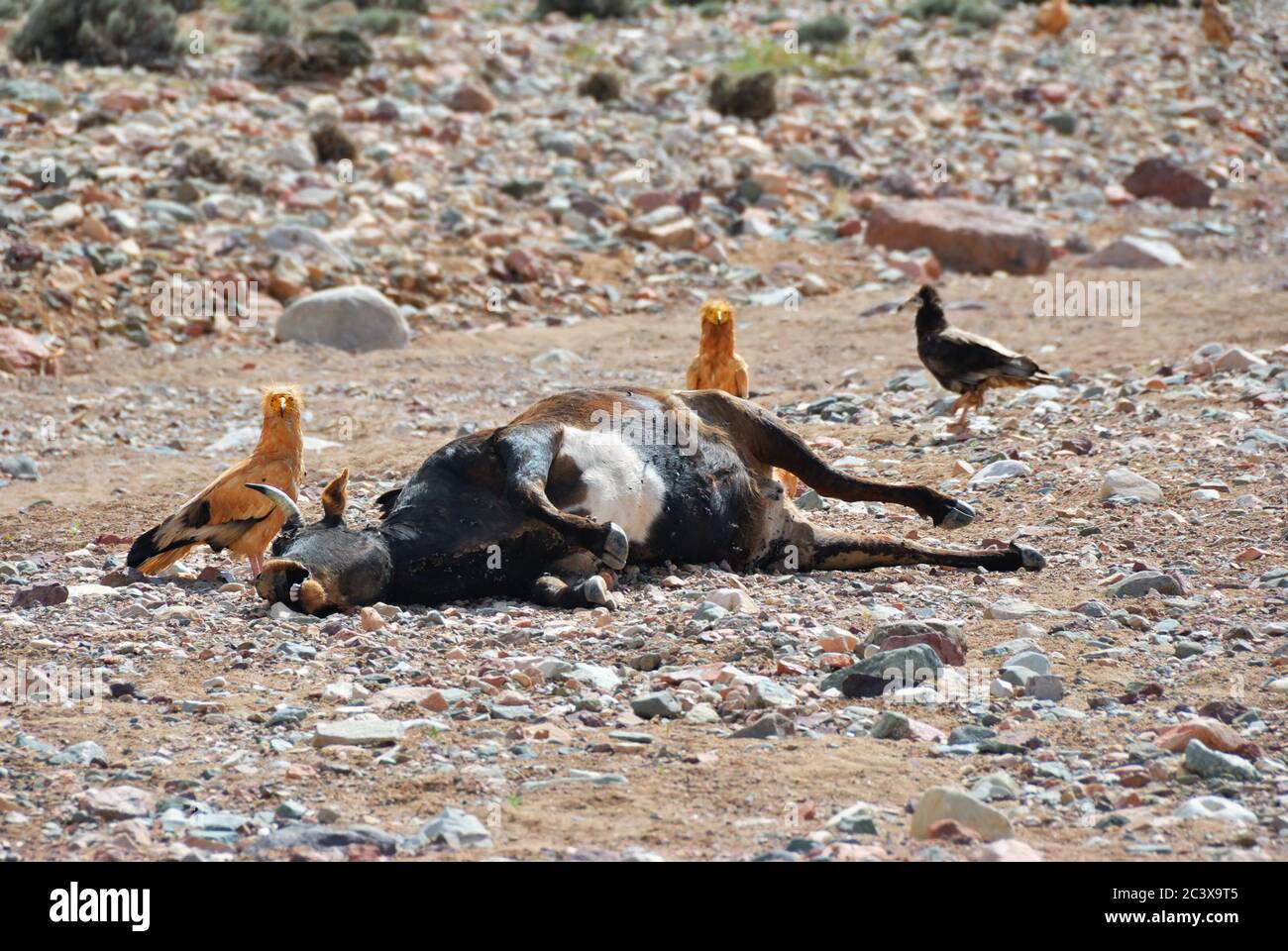 Leiche der toten Kuh auf dem Boden, umgeben von Geiern. Insel Socotra, Jemen Stockfoto