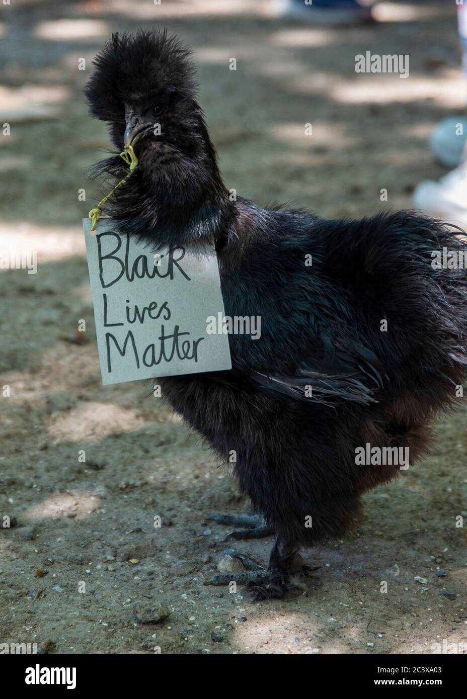 Ein schwarzes Huhn mit einem BLM-Plakat um den Hals Stockfoto
