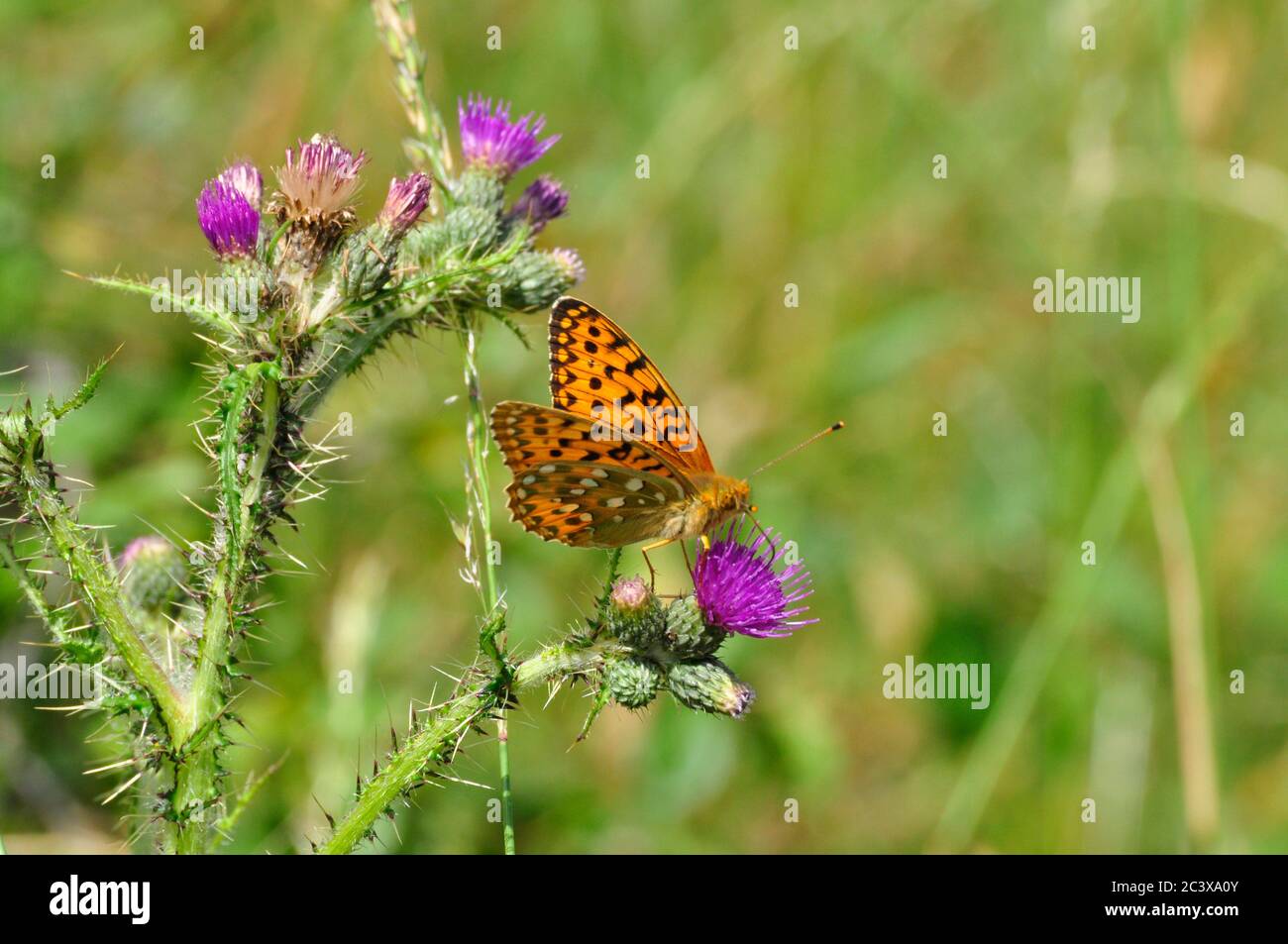 Dark Green Fritillary' Argynnis aglaja' auf einem schlanken Thistle 'Carduus tenuiflorus' auf unverbessertem Vorland in Hampshire. Juni/Juli.Sommer, England, Großbritannien. Stockfoto