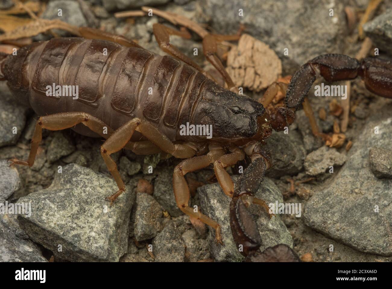 California Forest Scorpion (Uroctonus mordax) eine Art von Skorpion häufig im Redwood Wald gefunden. Stockfoto