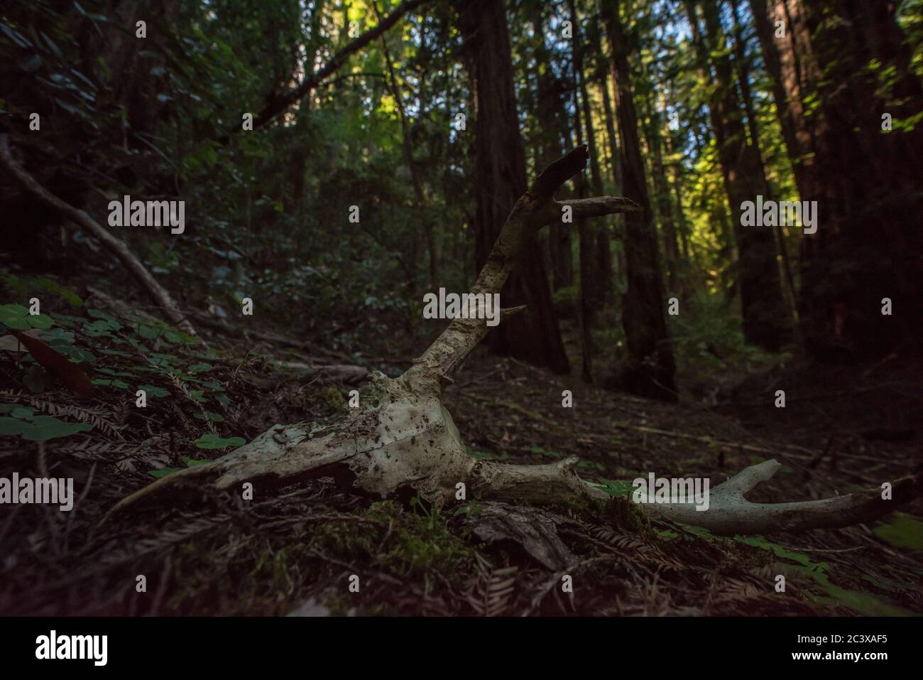 Ein alter Hirsch Schädel auf dem Waldboden in den Redwood Wäldern von Nordkalifornien. Stockfoto