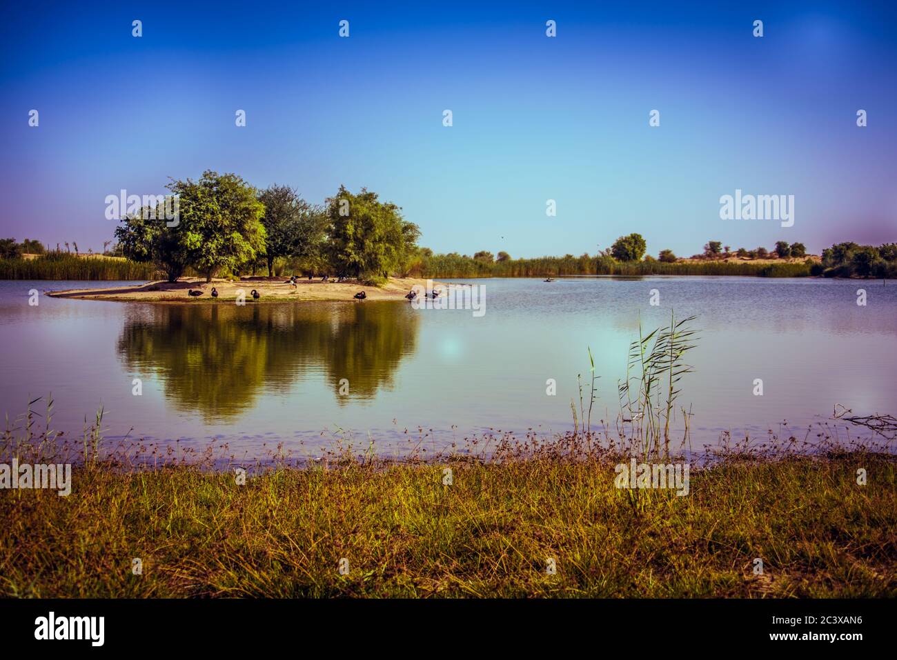 Al Qudra Lake in Dubai, VAE Stockfoto