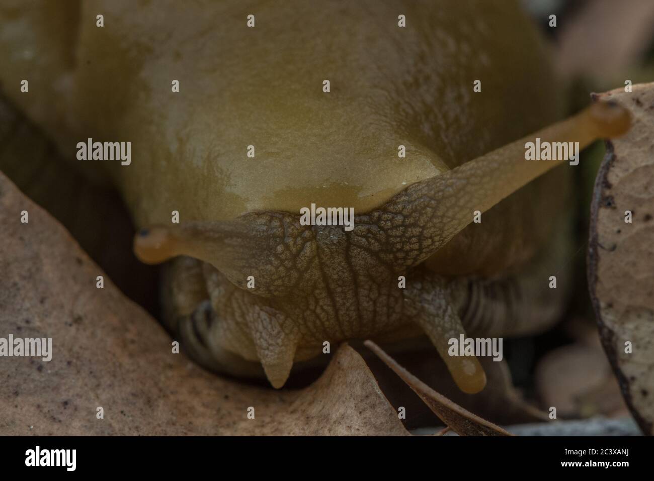 Das Gesicht von A Button's Banana Slug (Ariolimax buttoni) aus dem Redwood Forest in Kalifornien. Stockfoto