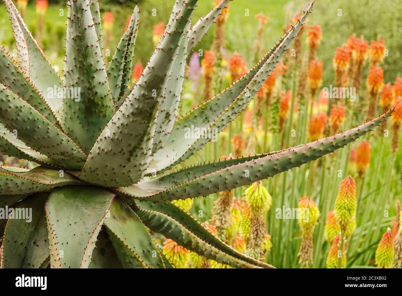 Bittere Aloe ferox, rote Hoker Poker Blumen Stockfoto