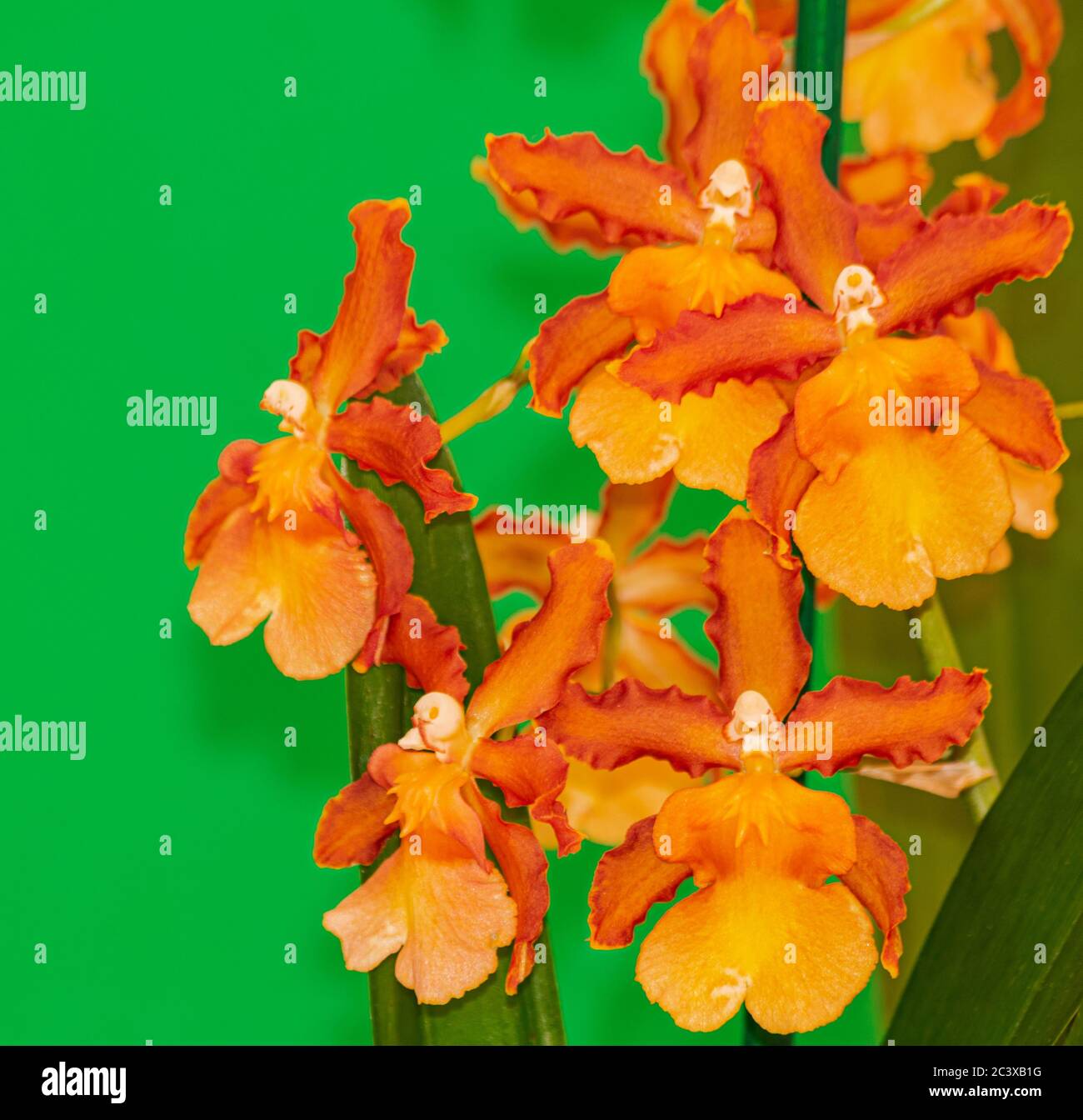 Orange Cambria Catatante Orchidee, blühend mit grünem Hintergrund Stockfoto