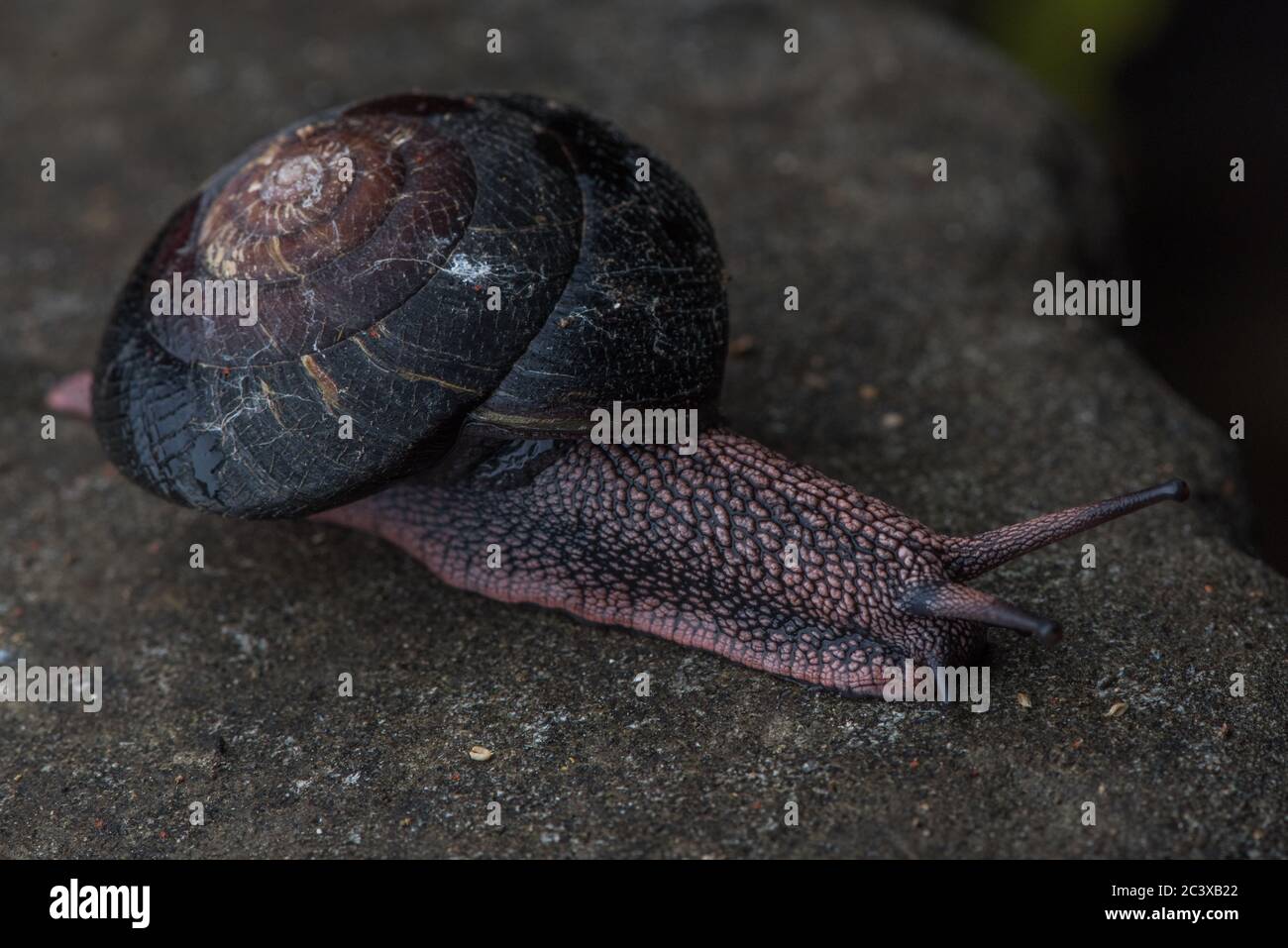 Die Rotholz-Seitenband-Schnecke (Monadenia infumata) ist eine Art, die in den Rotholzwäldern Kaliforniens endemisch ist und als konservierungsbedenklich gilt. Stockfoto