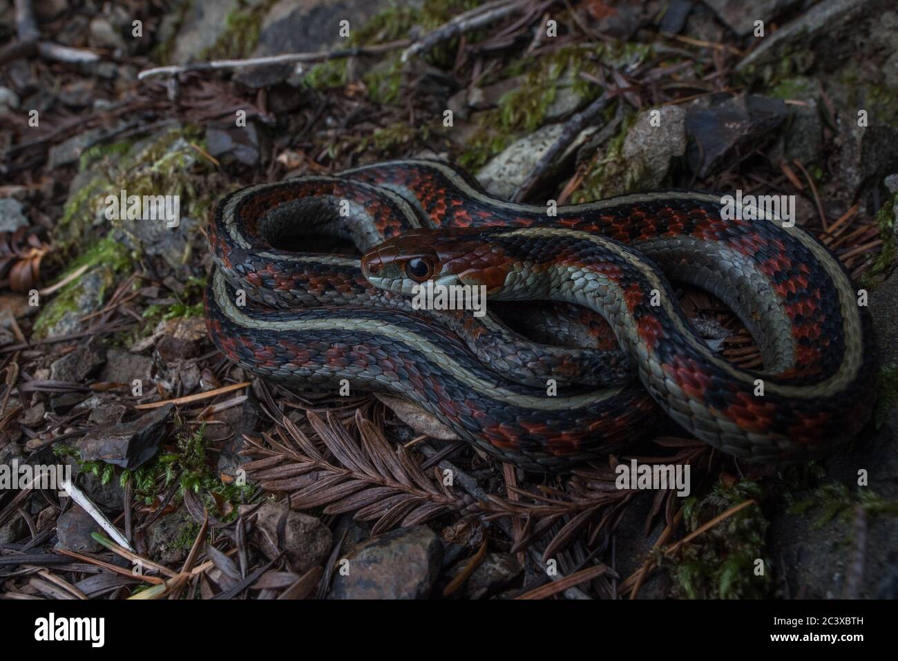 Kalifornische rote Strumpfnatter (Thamnophis sirtalis infernalis) aus einem Wald in Mendocino County, CA. Stockfoto