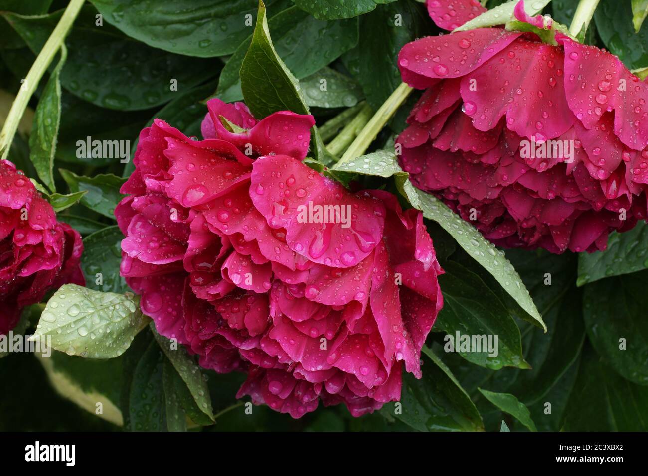 Paeonia Alte Gläubige. Doppelte rote Pfingstrose. Paeonia lactiflora (chinesische Pfingstrose oder gemeinsame Gartenpfeonie). Stockfoto