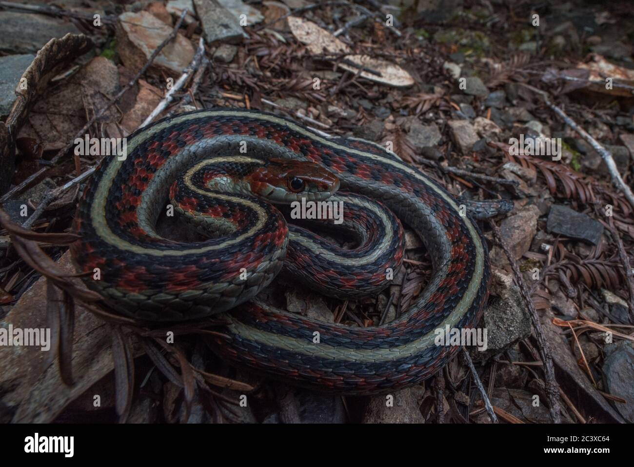 Kalifornische rote Strumpfnatter (Thamnophis sirtalis infernalis) aus einem Wald in Mendocino County, CA. Stockfoto