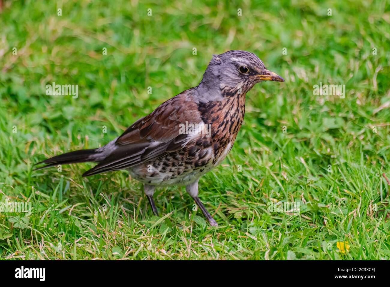 Singdrossel, (Turdus philomelos), auf grünem Grasboden Stockfoto