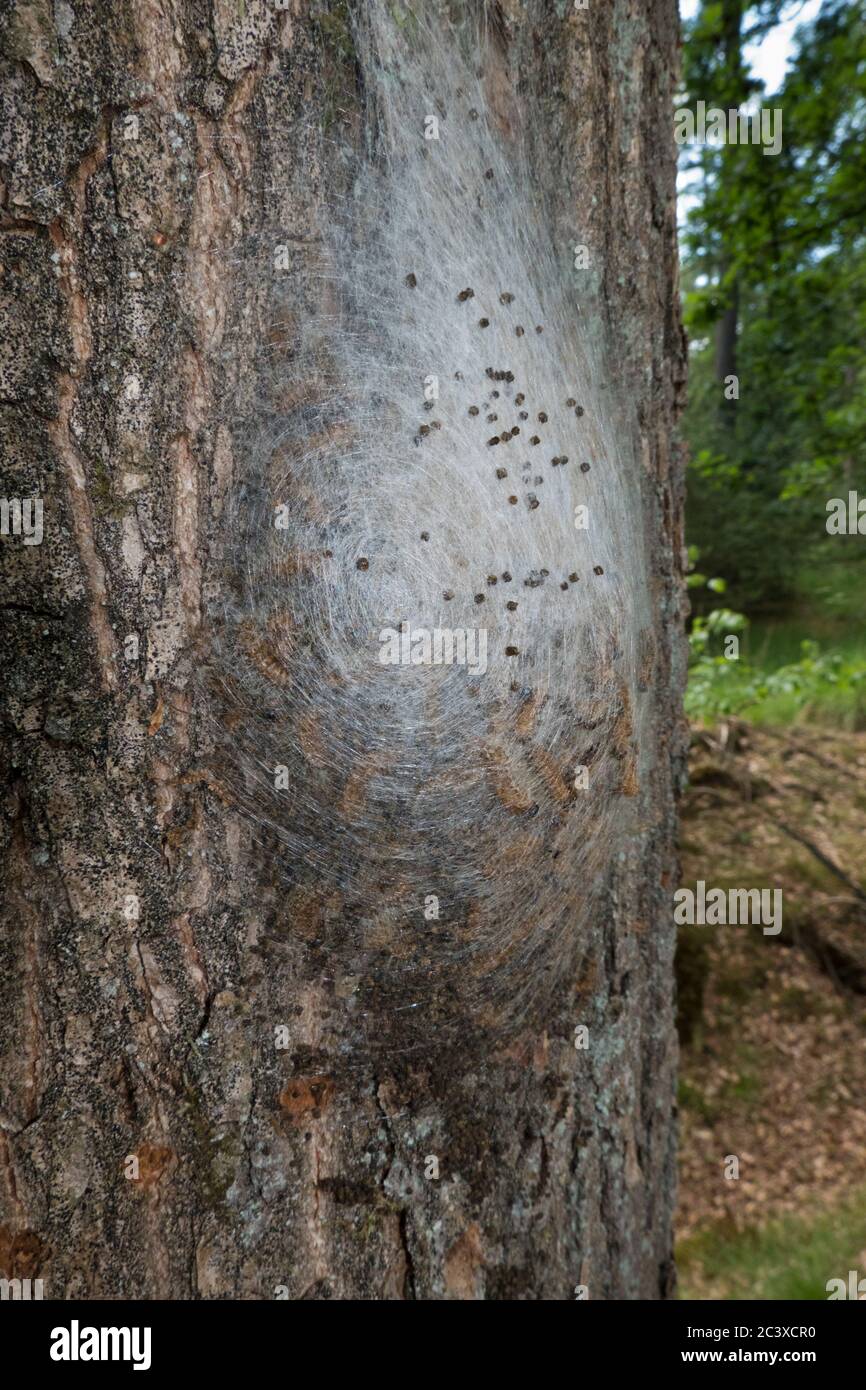 Seidennest von Eichenprozessionary Raupen auf der Rinde eines Eichenbaums Stockfoto