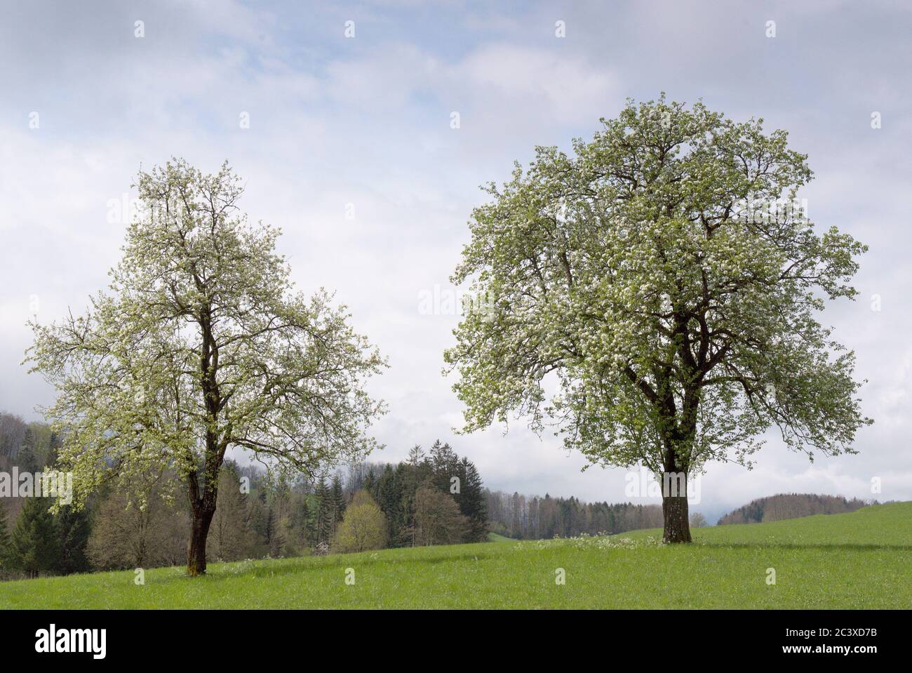 Blühende Bäume Stockfoto