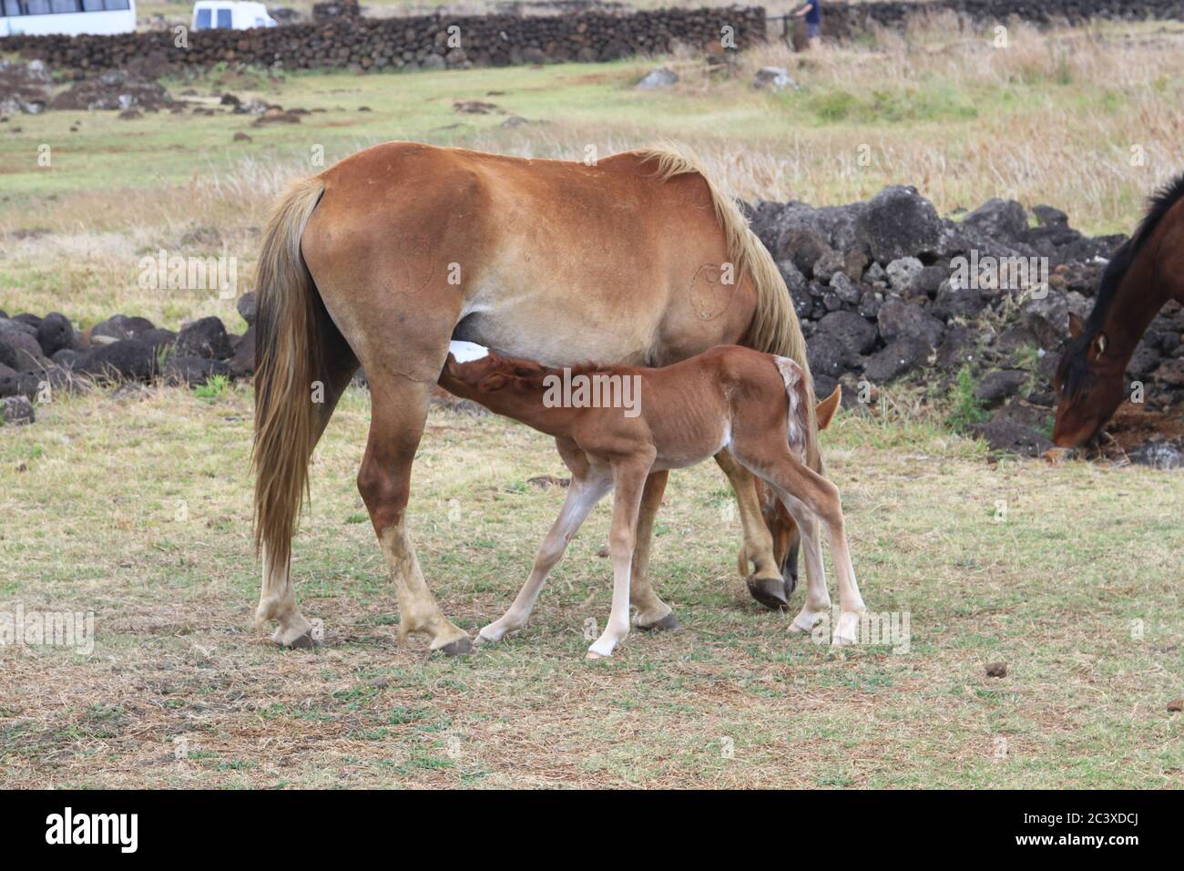 Osterinsel Wildpferde Stockfoto