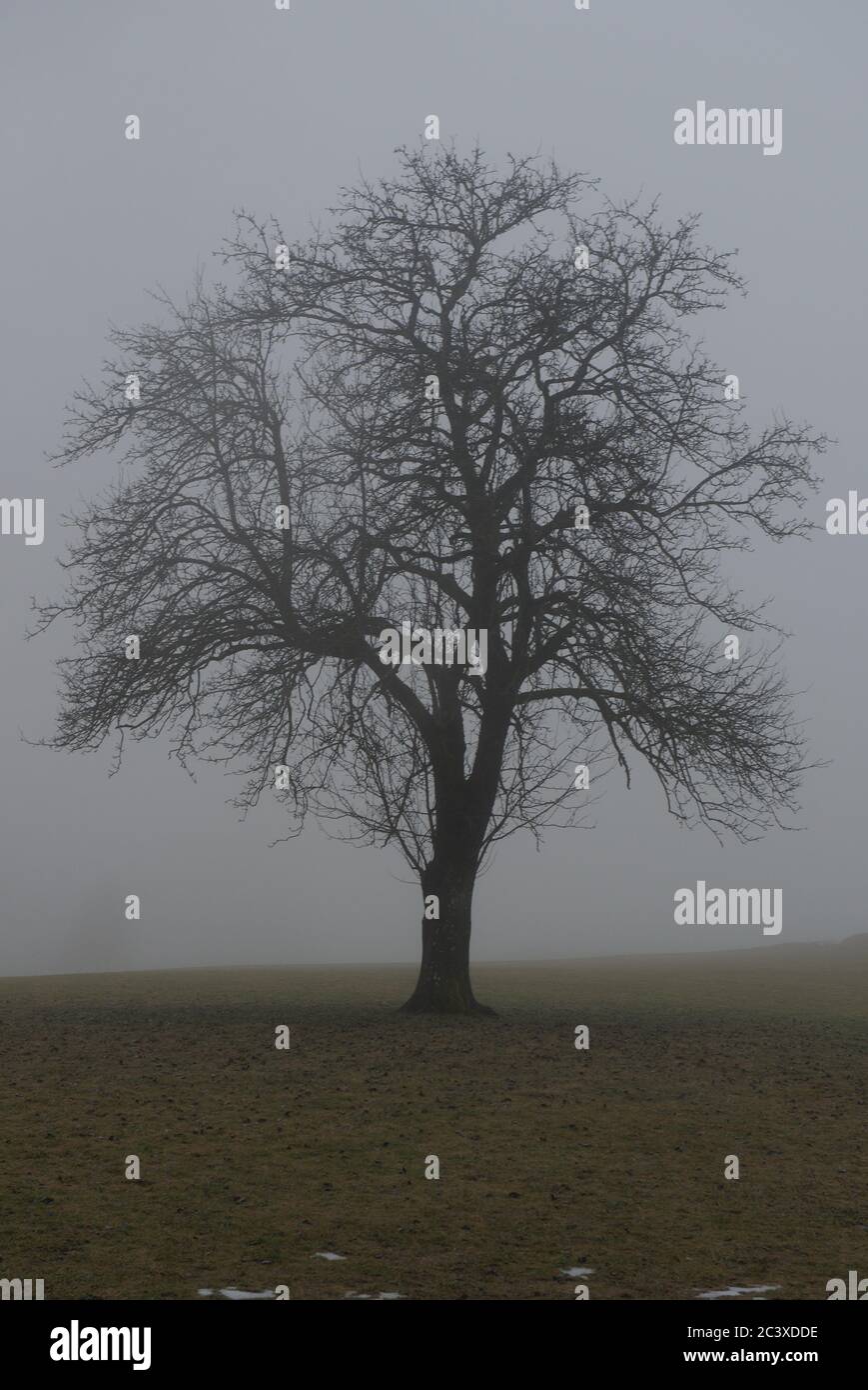 Blattloser Baum im Nebel Stockfoto