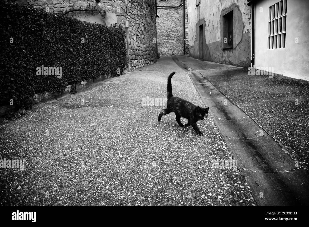 Verlassene streunende Katze, obdachlose Tiere, Haustiere und Säugetiere Stockfoto