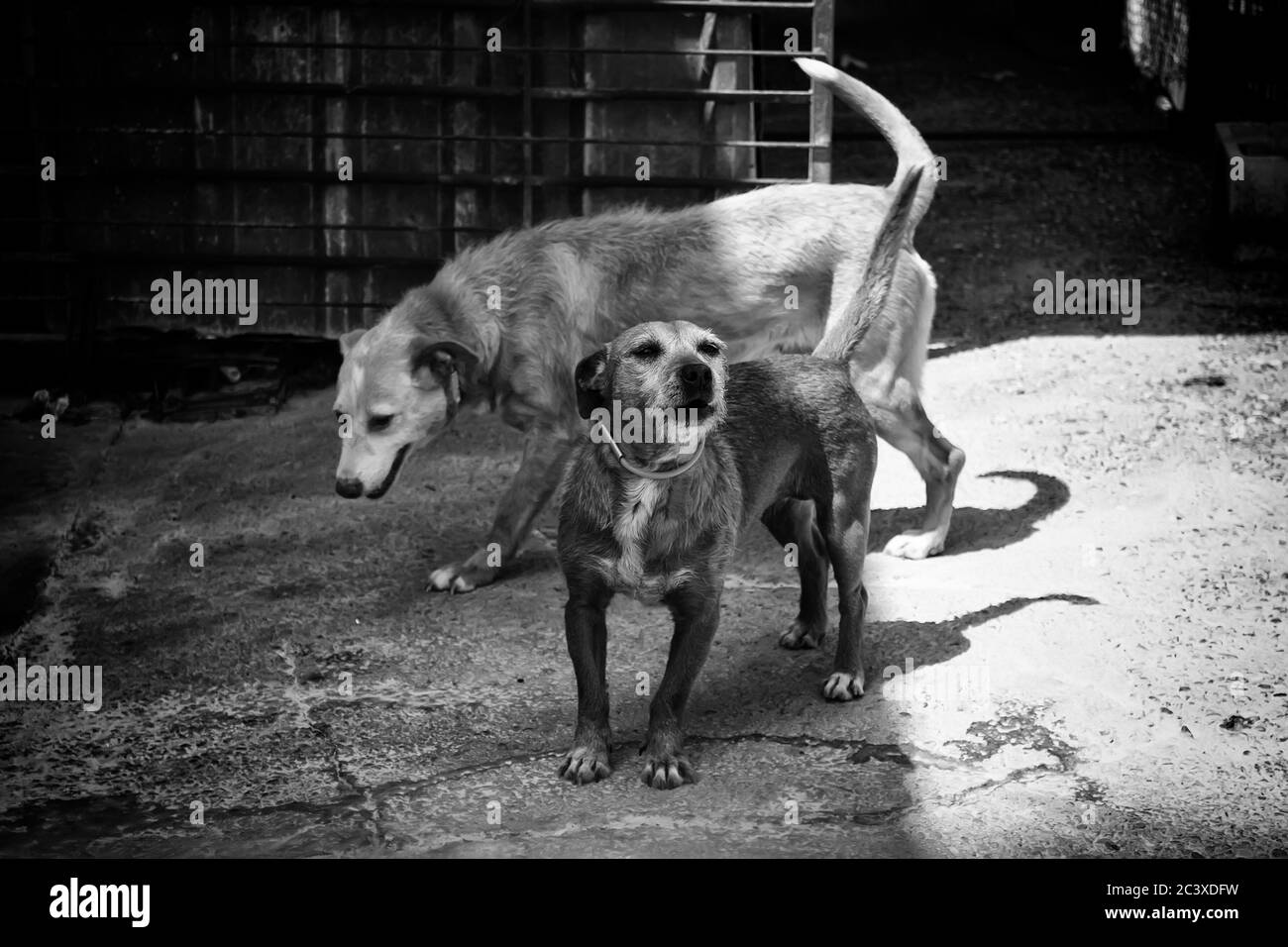 Jagdhund in den, Tiere und Natur, Sport Stockfoto