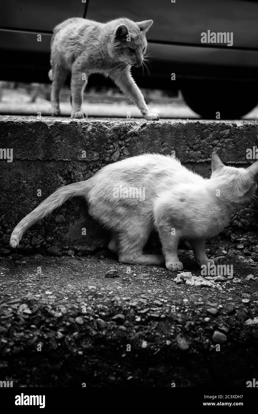 Verlassene Straße Katzen, Tierquälerei, Trauer Stockfoto