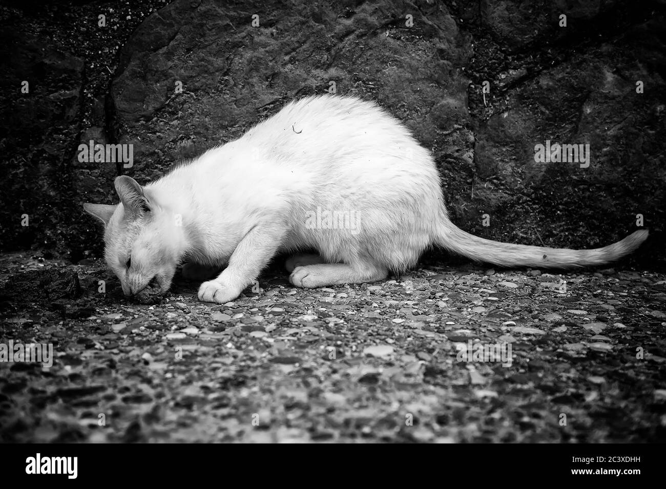 Streunende Katze essen auf der Straße, Haustiere Stockfoto