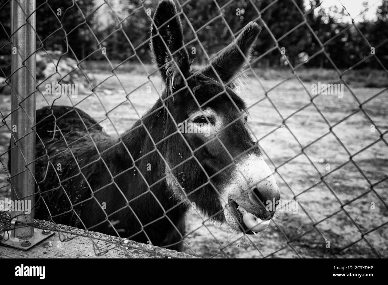 Esel in Tierfarm, Naturpark Stockfoto