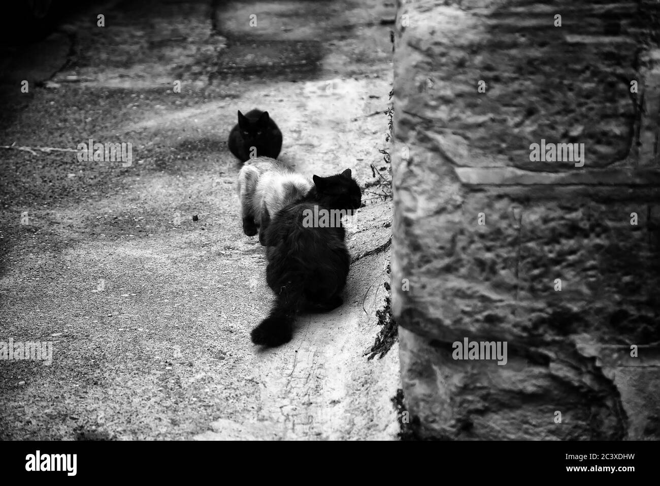 Streunende schwarze Katzen, Tiere und Haustiere, obdachlos Stockfoto