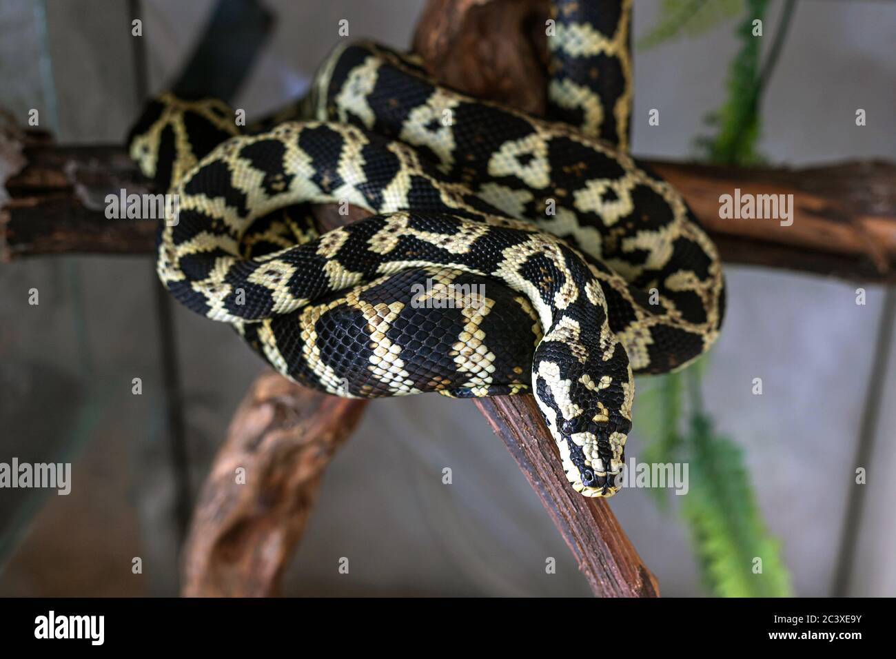 Junge morelia spilota Python nach einer Mahlzeit ruhen. Schlange sonnt sich in der Sonne in einem Ball auf einem braunen Zweig gewellt. Nahaufnahme Stockfoto