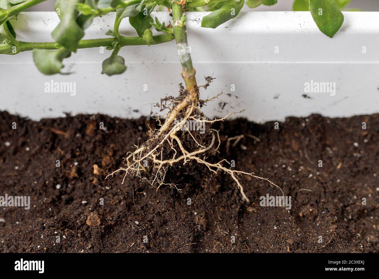 Nahaufnahme von Baby-Aptenia cordifolia mit Wurzeln vor dem Eintopfen in weißen rechteckigen Blumentopf. Sonnenrose Pflanze repotting, Home Gartenarbeit Stockfoto