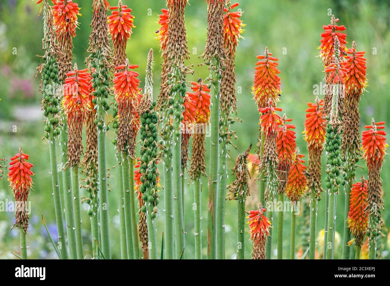 Rote Kniphofia Spikes Fackel Lilien Stockfoto