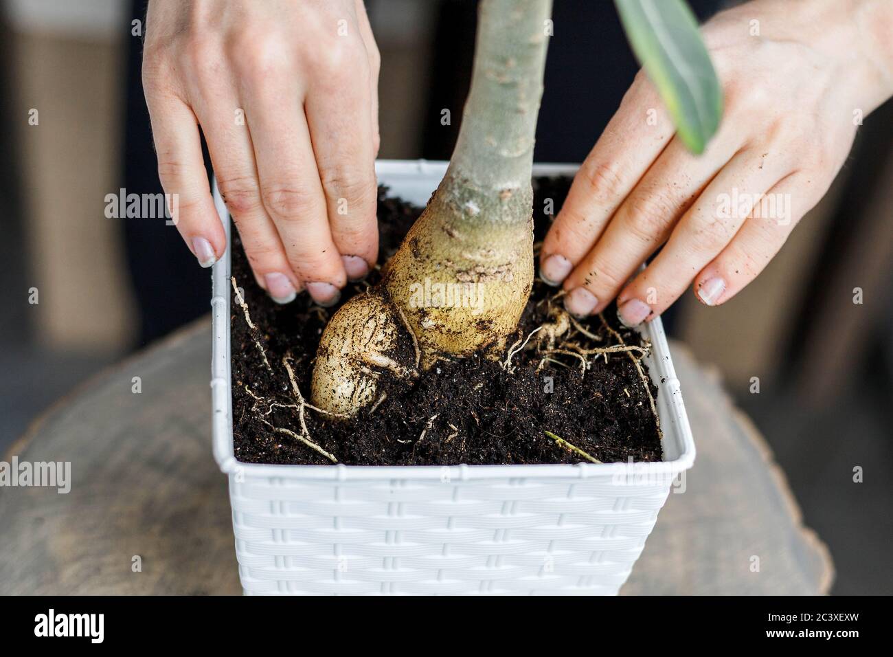 Adenium obesum eintopfen in weißen Blumentopf. Wüstenrose Pflanze repotting Stockfoto