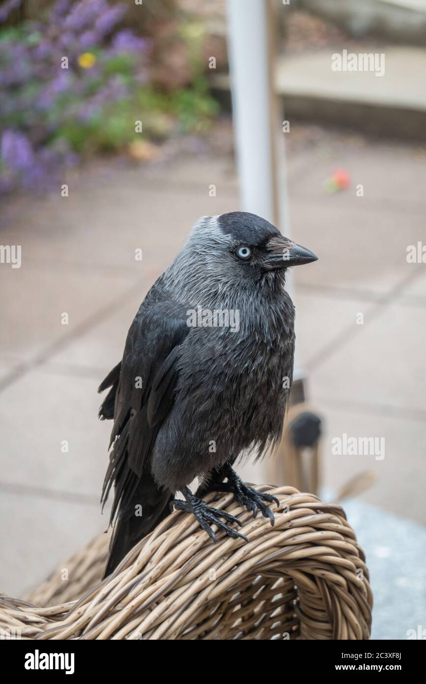 Dohle in einem Café sitzen Stockfoto