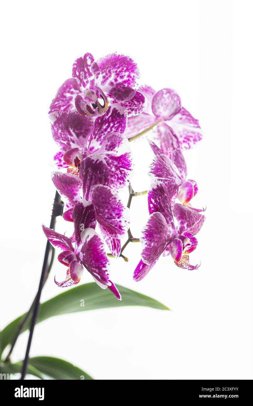 Lila Orchideenblüten und grüne Blätter isoliert auf weißem Hintergrund. Phalaenopsis Orchidee. Stockfoto