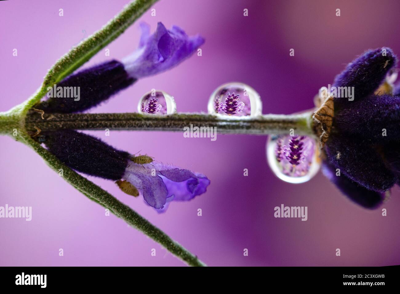 Makrofotografie von Lavendel mit Tropfenbrechung Stockfoto