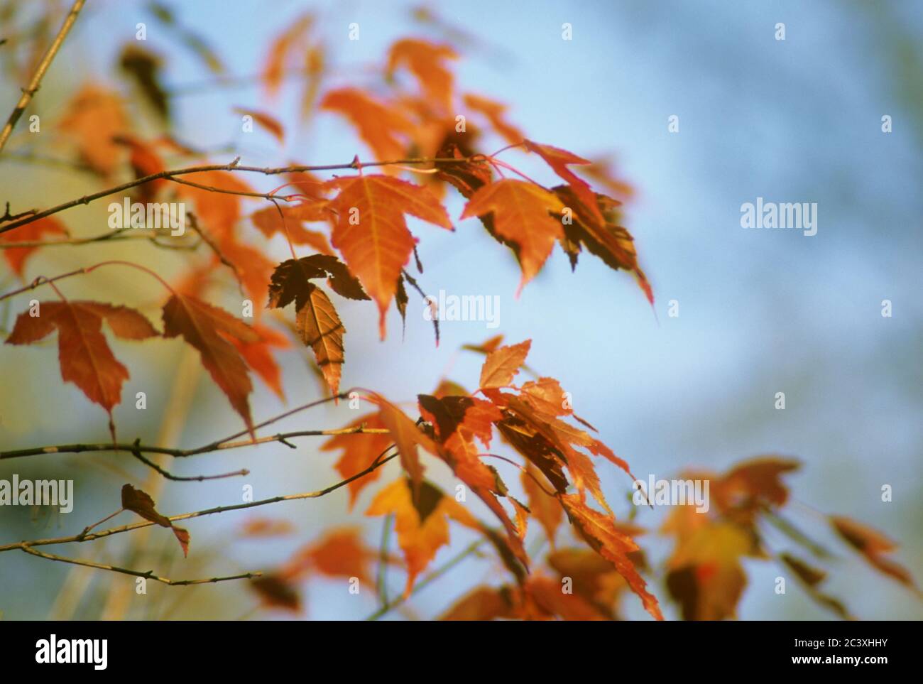 Amur Ahornblätter in fal Stockfoto