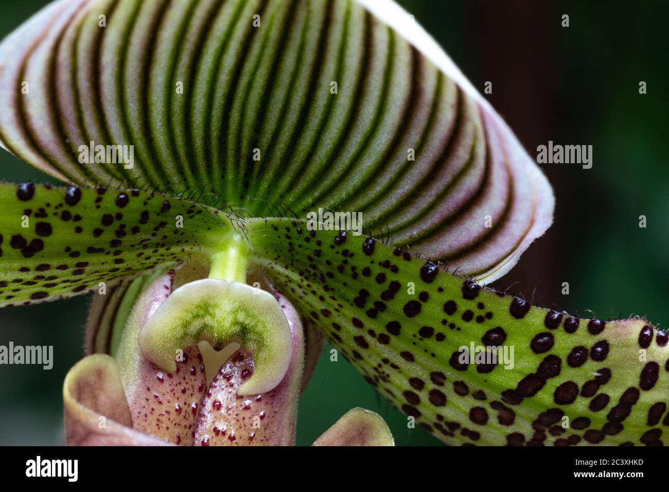 Nahaufnahme von grünen, weißen und violetten Venus Slipper, eine Art Dame Slipper Orchidee, paphiopedilum maudiea Stockfoto
