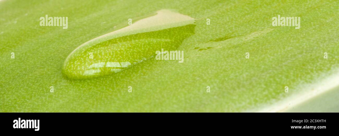 Tau morgens auf Blatt fallen lassen. Frisches grünes Blatt Natur für Hintergrund. Stockfoto