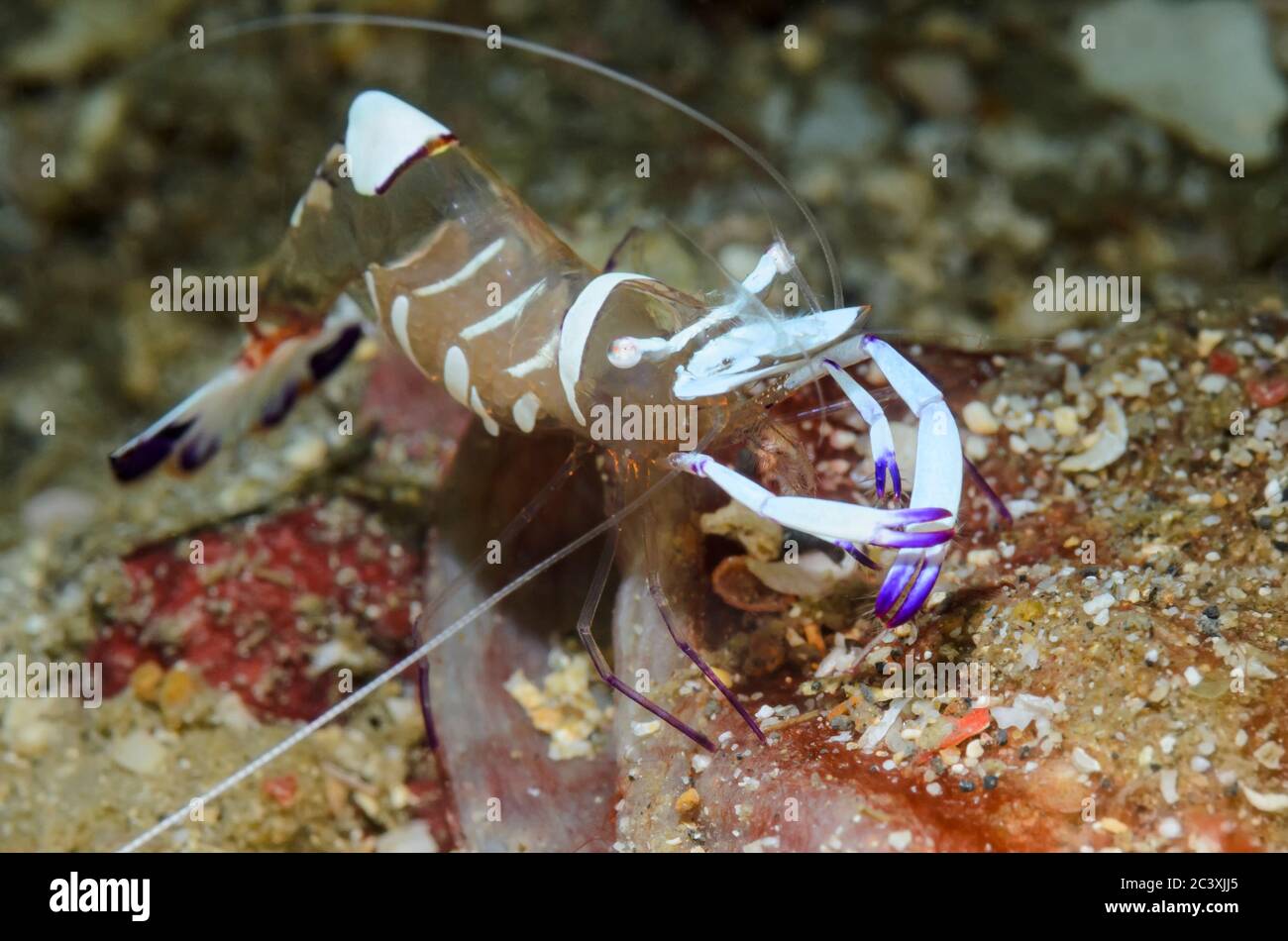 Herrliche Anemone Garnelen, Ancylomenes magnificus, Lembeh Strait, Nord Sulawesi, Indonesien, Pazifik Stockfoto