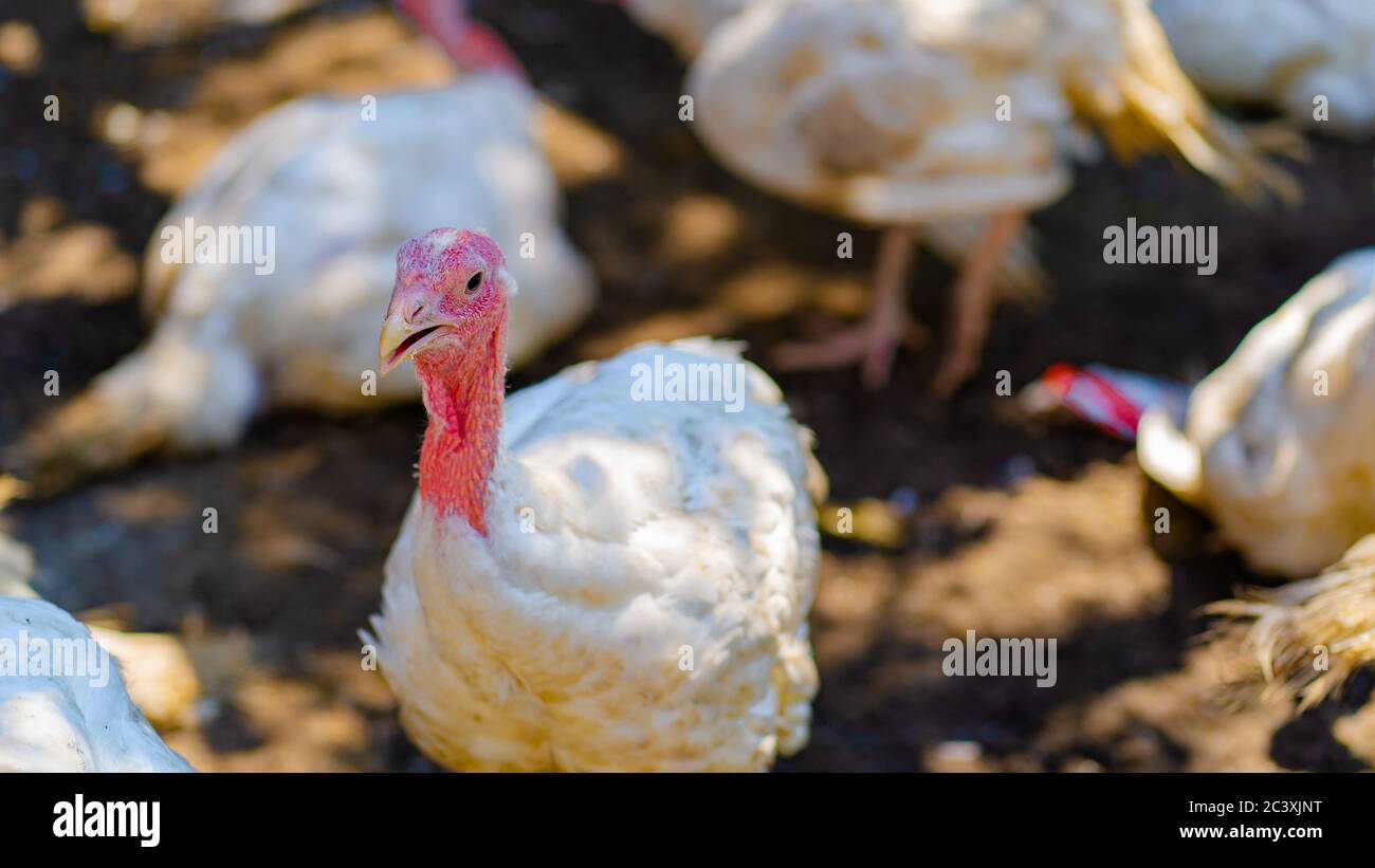 Truthähne auf einem Bauernhof züchten. Weißes putenportrait, das im Fahrerlager läuft. Herde von Truthäuten zu Fuß im Paddock auf dem Bauernhof. Weide hob türkei auf einem Bauernhof. Stockfoto