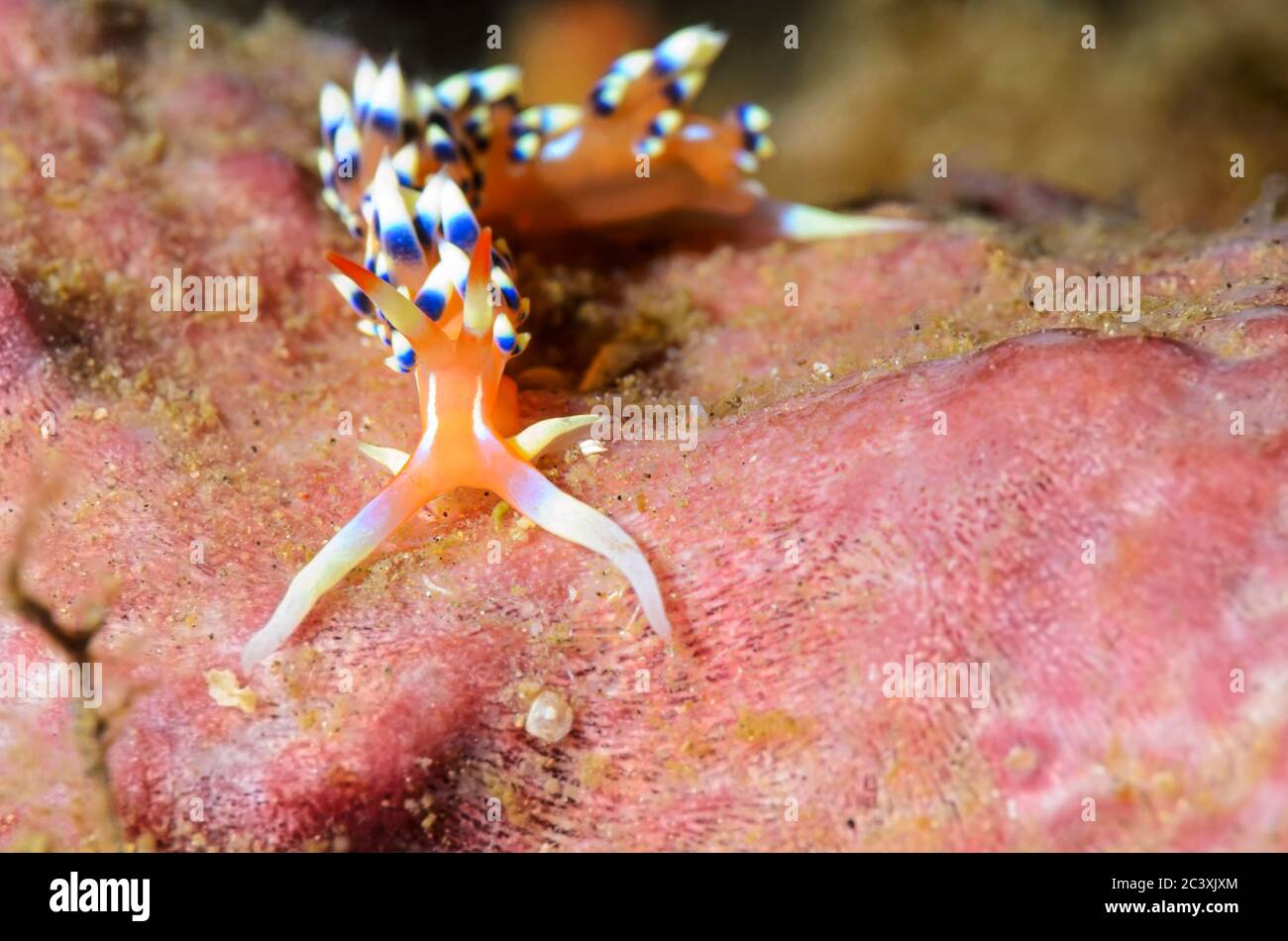 Meeresschnecke oder Nudibranch, Caloria indica, Lembeh-Straße, Nord-Sulawesi, Indonesien, Pazifik Stockfoto