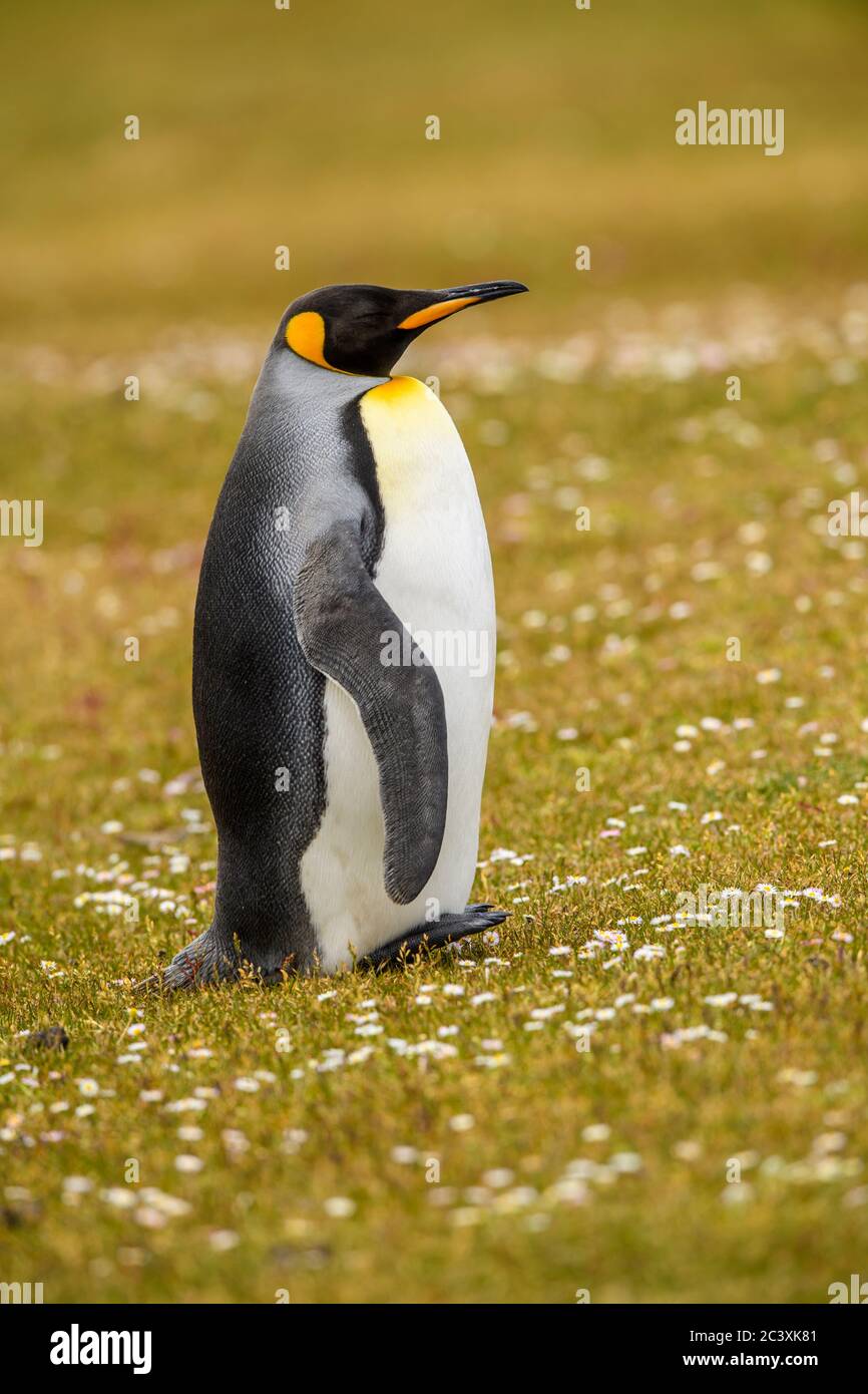 Königspinguin (Aptenodytes patagonicus), Saunders Island, West Falkland, Falkland Islands Stockfoto