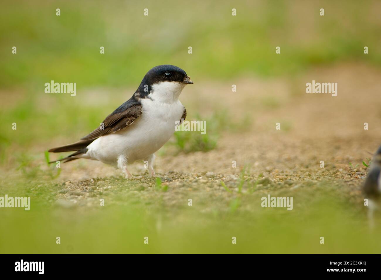 Common House-Martin - Delichon urbicum, auch Northern House martin genannt, in Pakistan als Ababeel, Zugvogel schwarz-weiß der swa Stockfoto