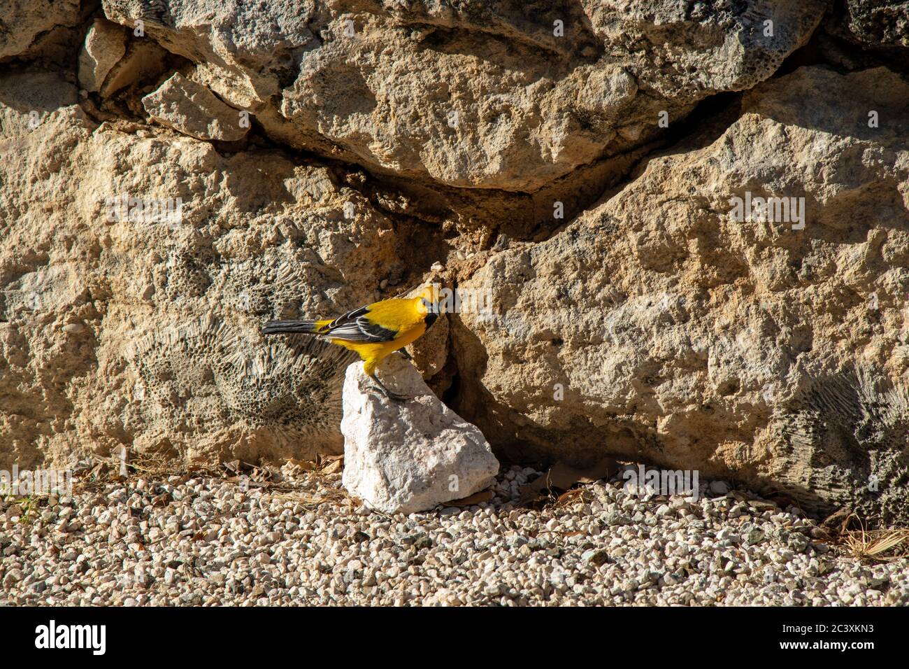 Versteinerte Korallen auf curacao und gelber Vogel Stockfoto