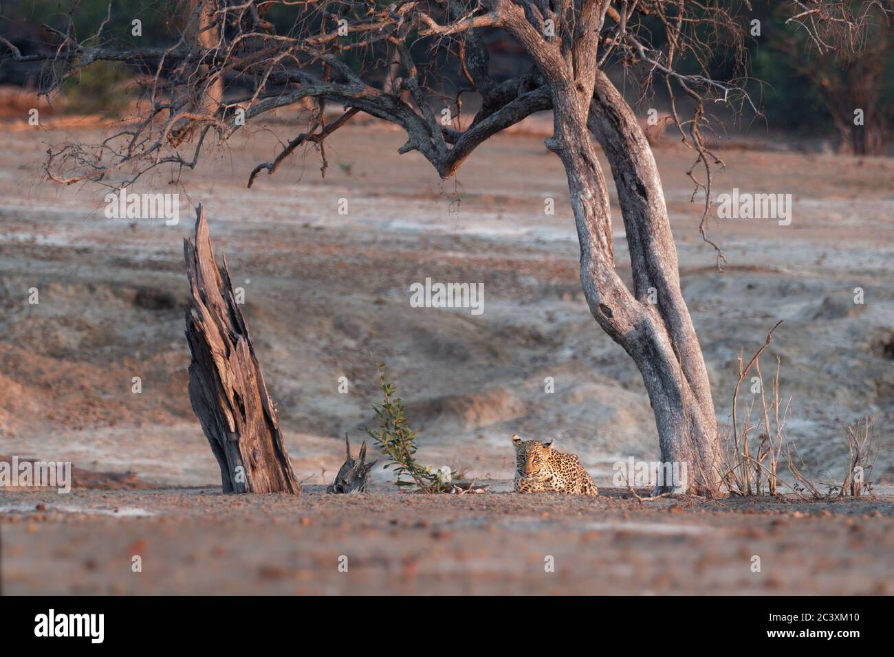 Leopard - Panthera pardus eine der Arten der Gattung Panthera, Großkatze der Felidae, weit verbreitet in Afrika südlich der Sahara, in West- und Zentralasien, Stockfoto