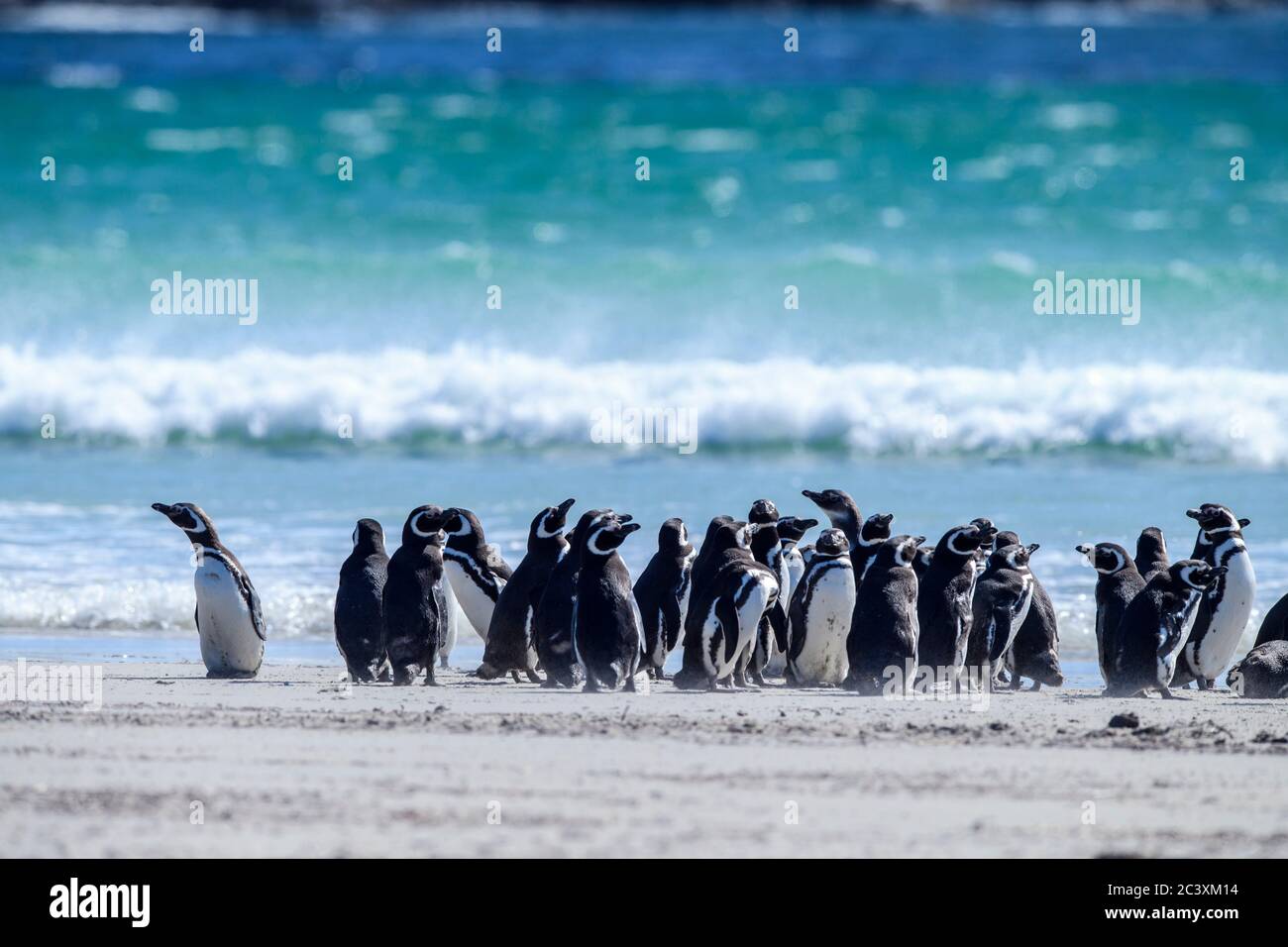 Magellanic Pinguin (Spheniscus magellanicus), Saunders Island, West Falkland, Falkland Islands Stockfoto